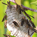 Paper Wasp