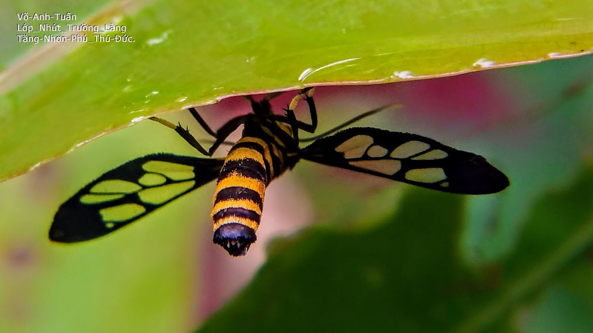 Hübner's Wasp Moth