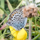 Silver-studded Blue