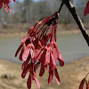 Red Maple