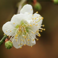 隱田山房