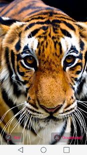 How to mod Tiger Wallpapers patch 1.0 apk for pc