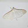 Olive Tree Pearl Moth