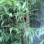 Abyssinian Bamboo