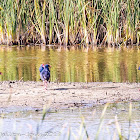 Purple Gallinule; Calamón