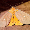 Tropical Tiger Moth