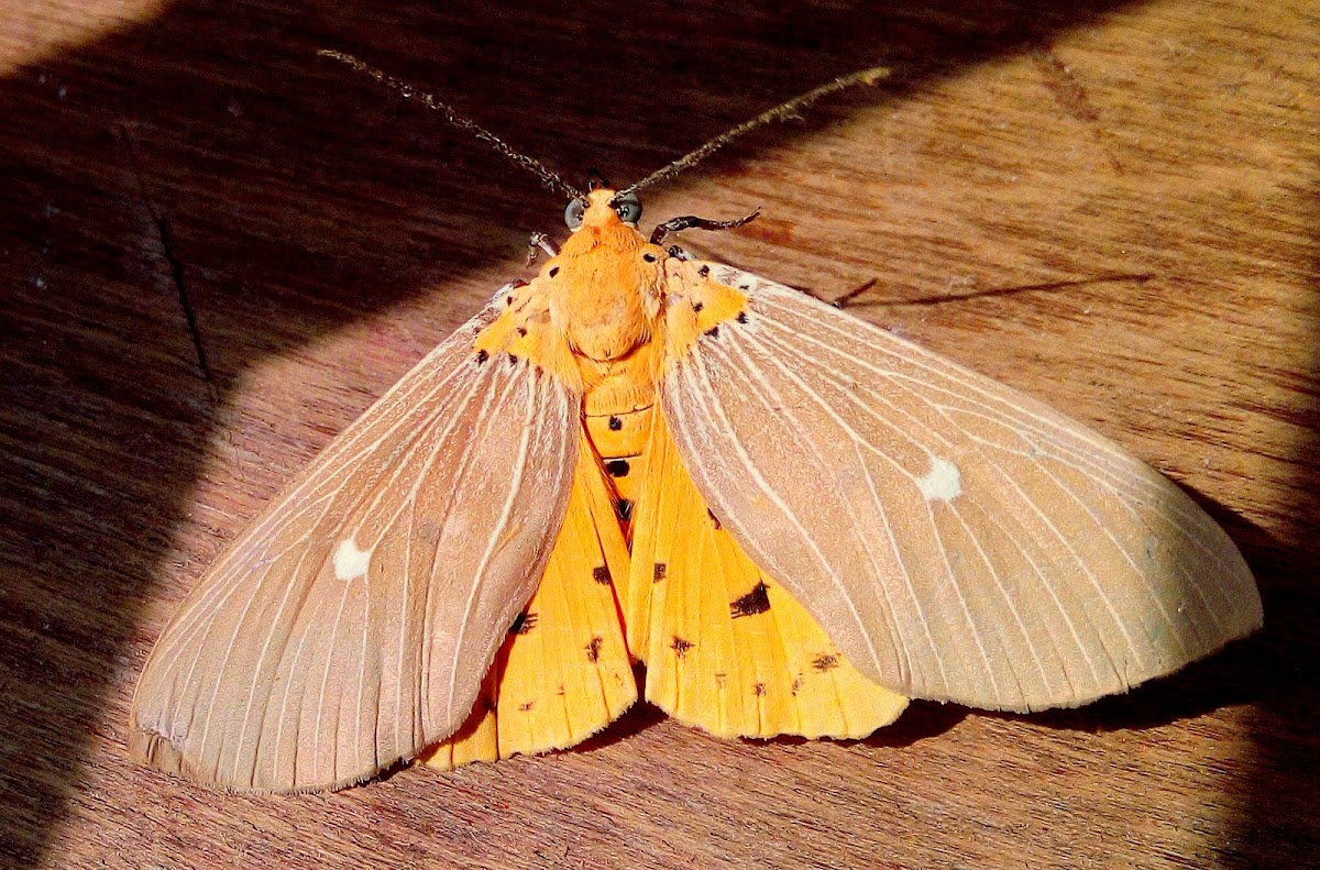 Tropical Tiger Moth