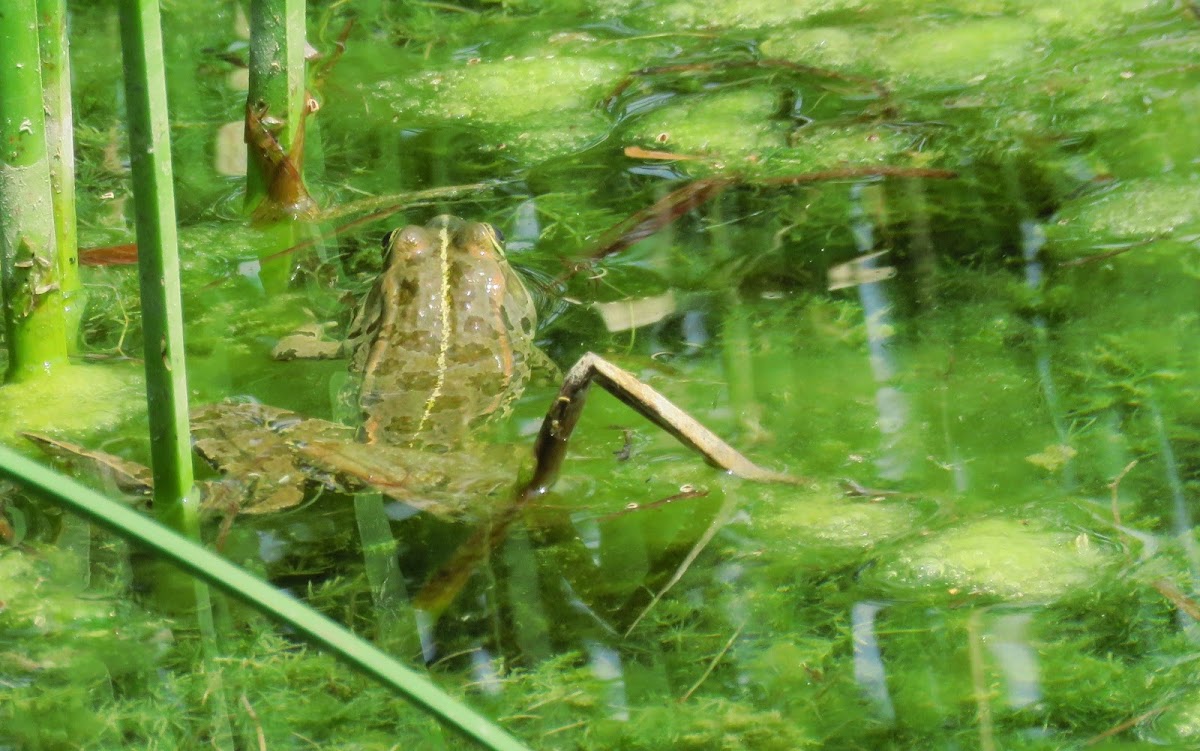 Marsh frog