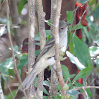 Northern Mockingbird