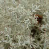 Reindeer Lichen