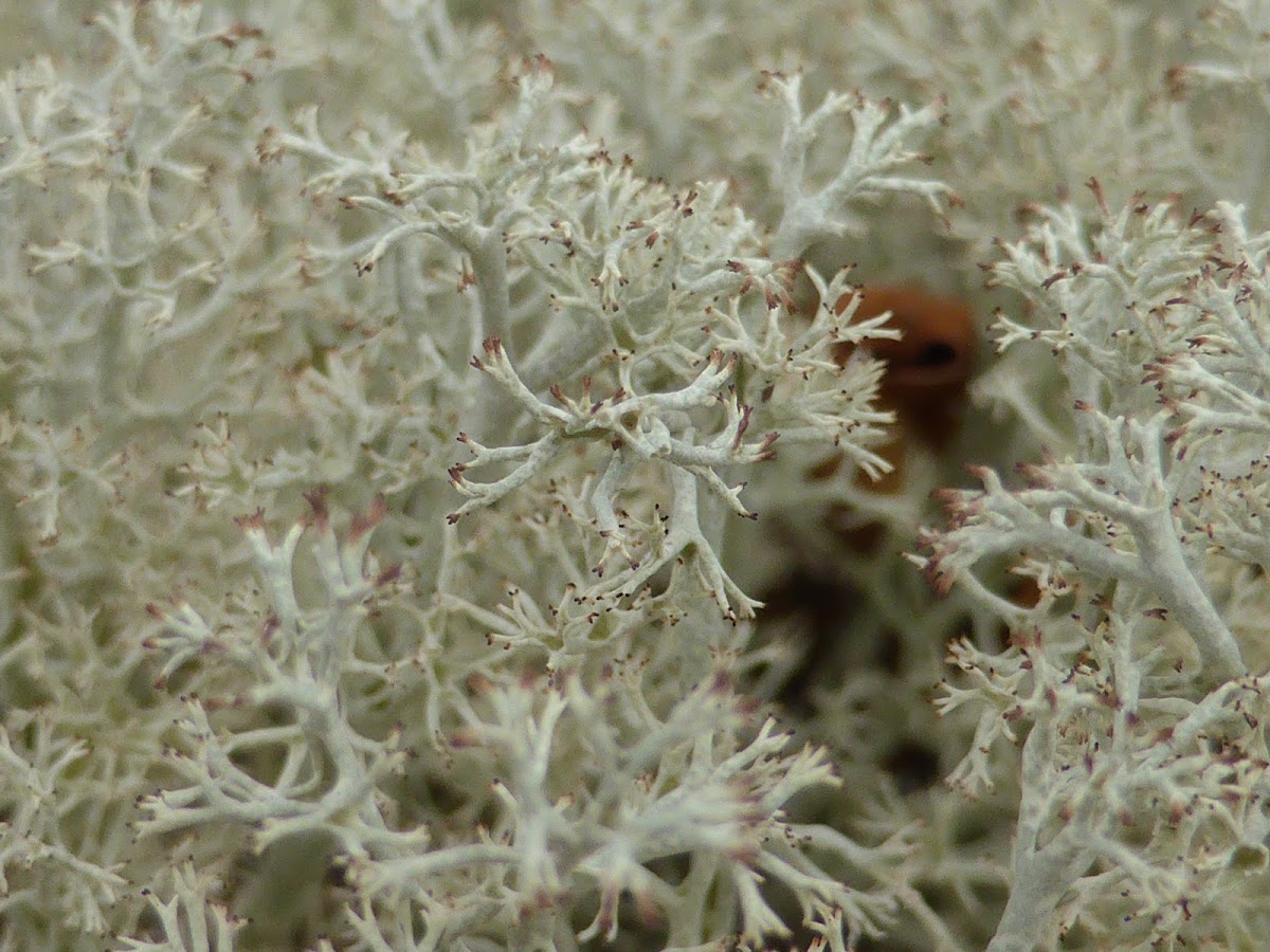 Reindeer Lichen