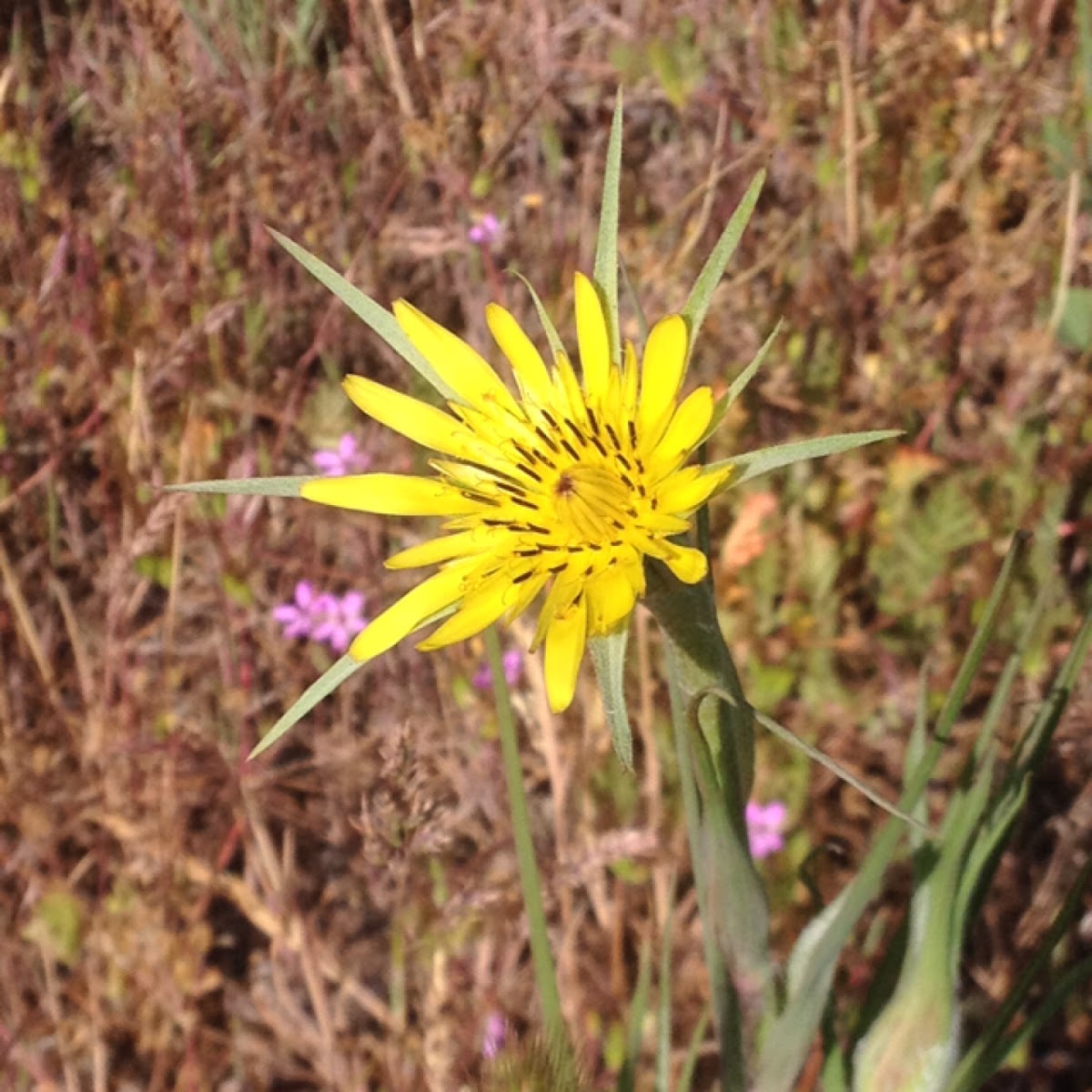 Yellow Goatsbeard