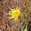 Yellow Goatsbeard