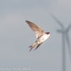 House Martin