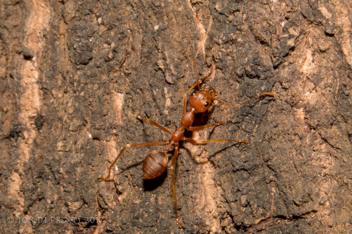 Weaver ant