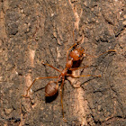 Weaver ant