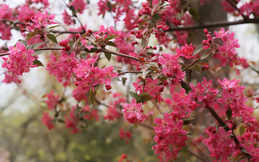 Flower tree