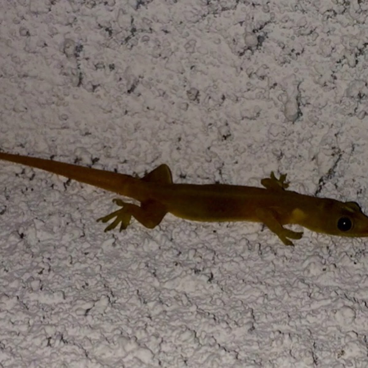 Indo-pacific Gecko