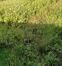 terrain à La Guérinière (85)