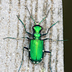 Six-Spotted Tiger Beetle