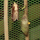 Lappet Moths (male & female)