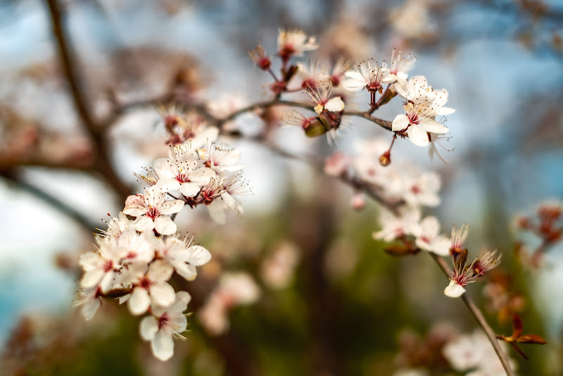 Mandorlo in Fiore di Giusy91