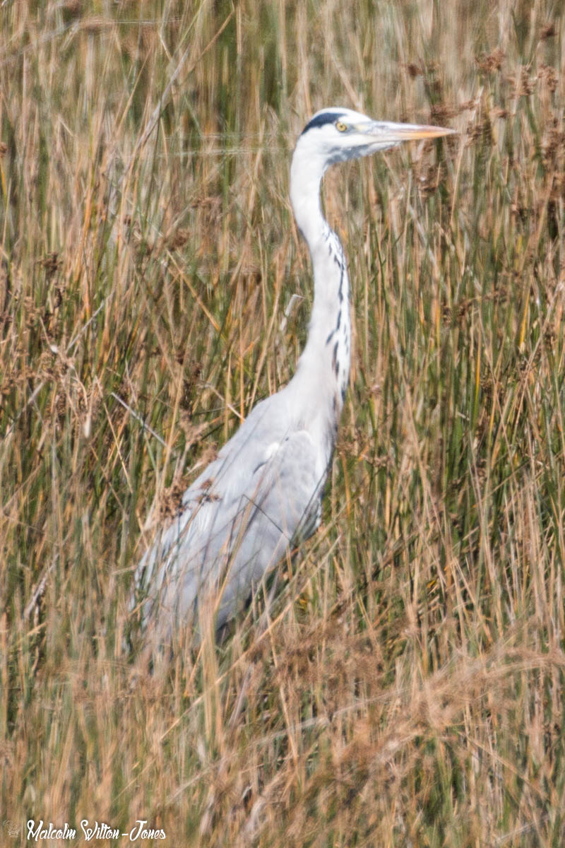 Grey Heron