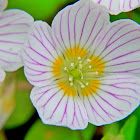 Wood sorrel