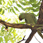 Rose Ringed Parakeet