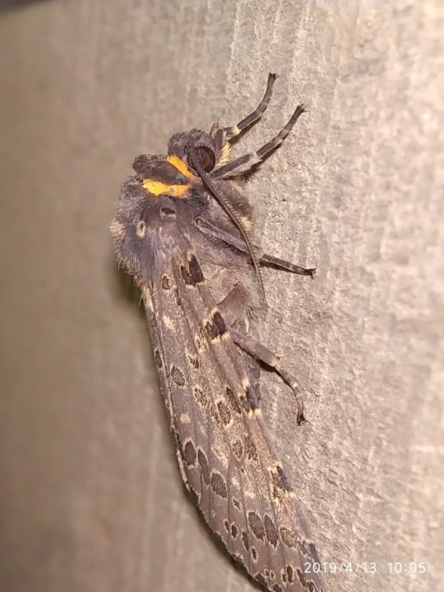 Erebid Moth