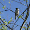 Chestnut-sided Warbler