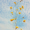 Tall coreopsis