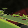 Bird Grasshopper