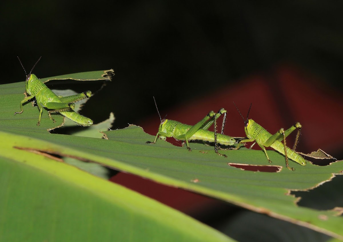 Bird Grasshopper