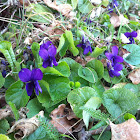 common dog-violet