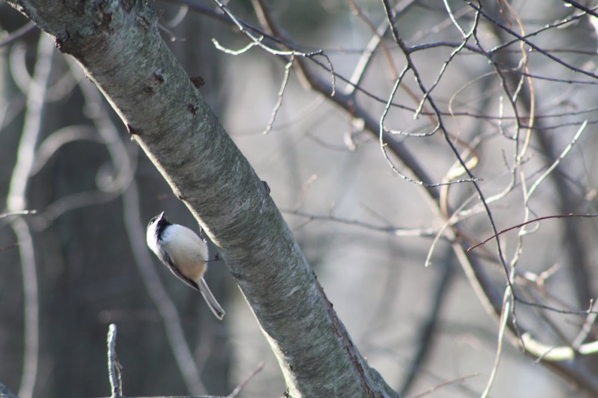 Black-capped chickadee