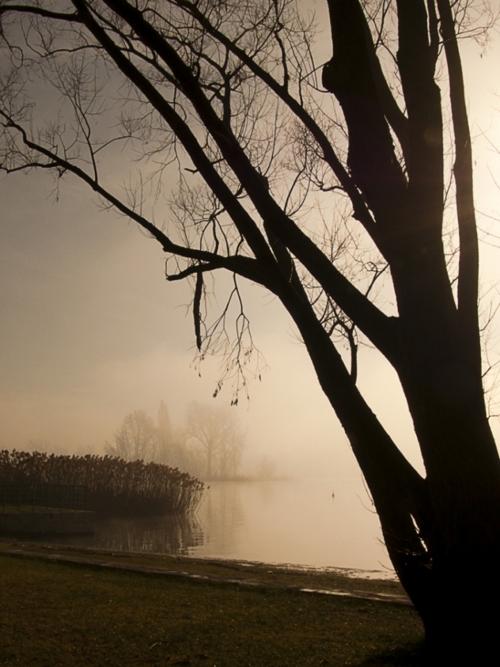 Un albero per cornice di franceska