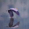 Grey Heron