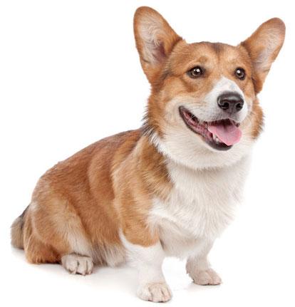 免費下載個人化APP|Pembroke Welsh Corgi Wallpaper app開箱文|APP開箱王