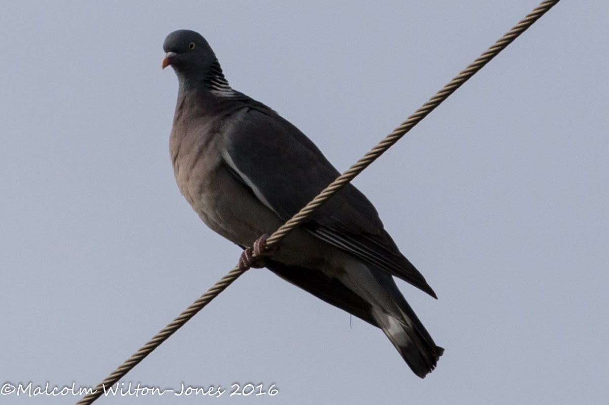 Woodpigeon; Paloma Torcaz