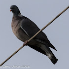 Woodpigeon; Paloma Torcaz