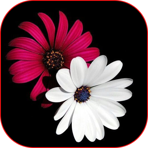 Flowers Images Gif And Roses 4k Wallpapers Aplicații Pe Google Play