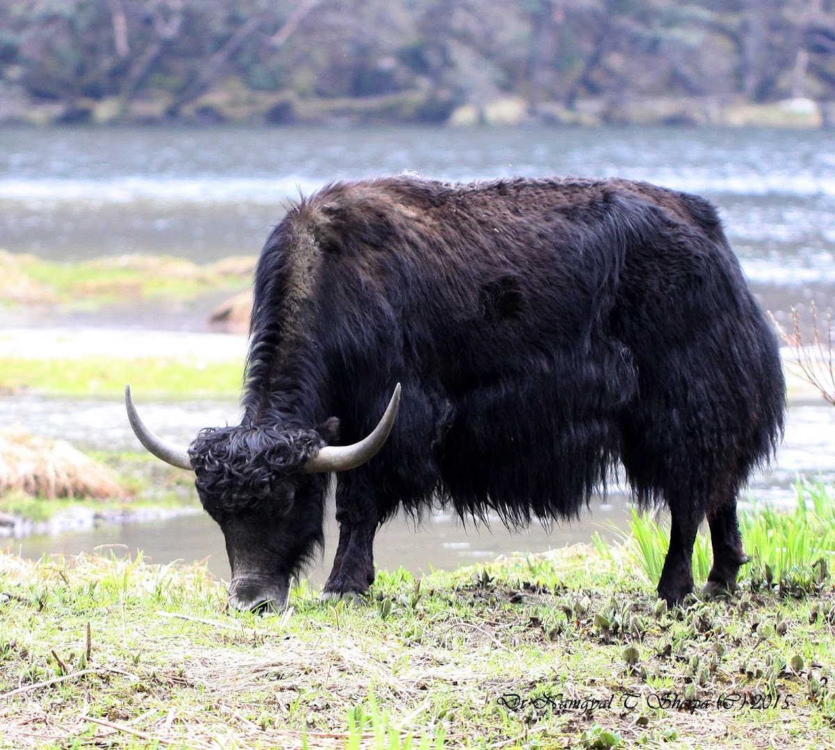 Yak