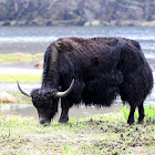 Yak