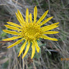 Hairy gum plant