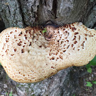 Pheasant's Back Mushroom