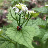 Garlic Mustard