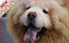 Chow Chow HD Wallpapers Dog Theme small promo image