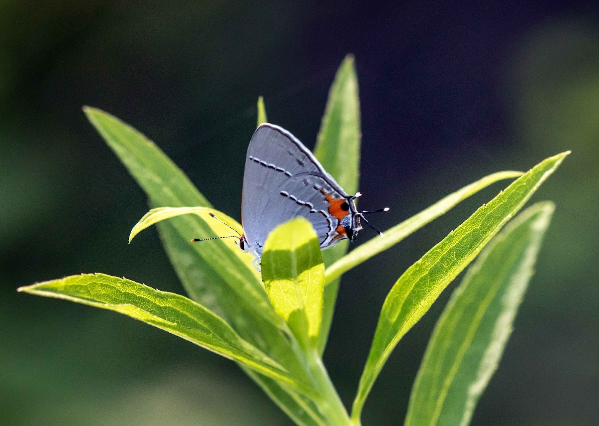 Gray Hairstreak