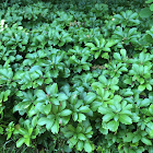 pachysandra